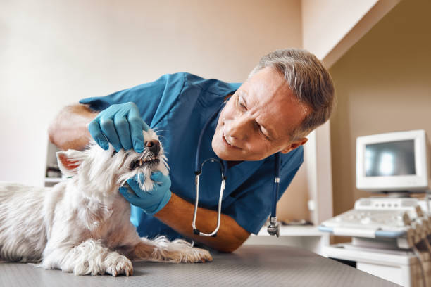 Best Emergency Dental Care for Broken or Chipped Teeth in Paxton, IL